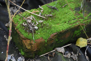 Moss and Lichen: A Close-Up of Nature’s Textured Beauty

