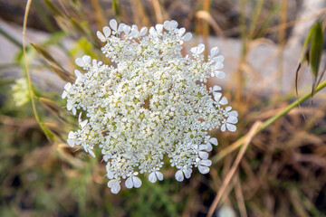 white tiny flowers in the field