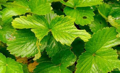 Close Up View Of A Sheet Of Bright Green Strawberry Plant Leaves