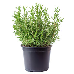 Fresh rosemary herb plant isolated on a transparent background, showcasing its vibrant green leaves and healthy growth, Close up of rosemary herb plant on transparent background