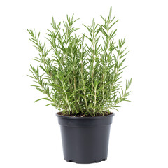 A vibrant rosemary herb plant displays its lush green leaves, emphasizing its freshness and quality, Close up of rosemary herb plant on transparent background