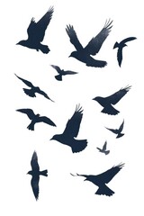 A group of birds soaring through the clear blue sky