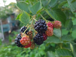 Fresh Blackberries: A Close-Up of Juicy Summer Berries
