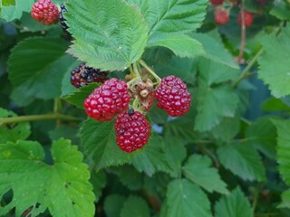 Fresh Blackberries: A Close-Up of Juicy Summer Berries
