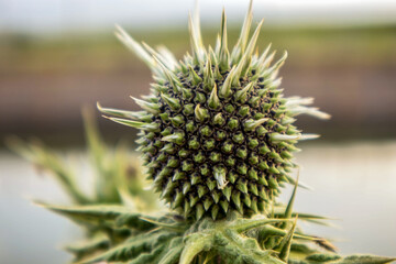 close up of a thistle