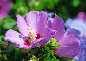 Violett blühender Hibiskus, Hibiscus, im Garten © M. Schuppich