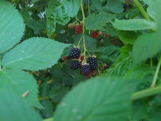 Fresh Blackberries: A Close-Up of Juicy Summer Berries
