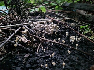 Mushrooms in the Garden: A Close-Up of Nature’s Fungi