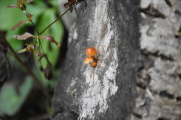 Mushrooms in the Garden: A Close-Up of Nature’s Fungi