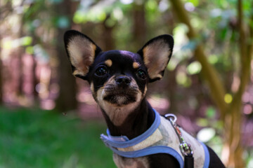 Diego the Chihuahua on his First Hike