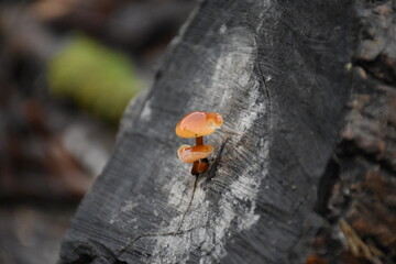 Mushrooms in the Garden: A Close-Up of Nature’s Fungi