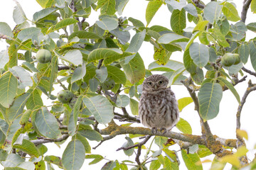 Little Owl Athene noctua in an oak tree