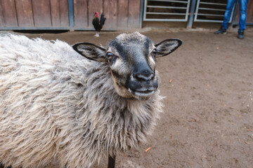 Portrait of a shaggy grey ram with a black muzzle.