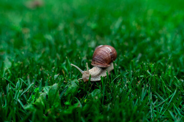 Wineyard Snail in Garden after Rain