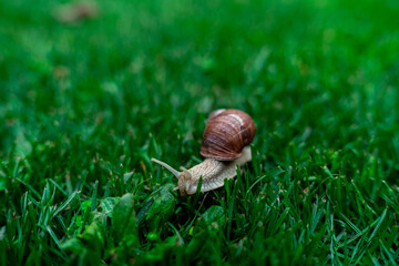Wineyard Snail in Garden after Rain