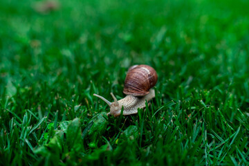 Wineyard Snail in Garden after Rain