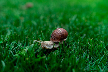 Wineyard Snail in Garden after Rain