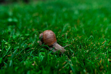 Wineyard Snail in Garden after Rain