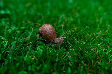 Wineyard Snail in Garden after Rain
