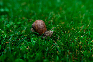 Wineyard Snail in Garden after Rain