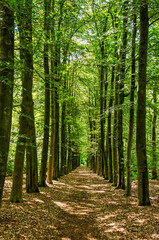 Sun shining through the trees along a footpath on a sunny day in summer in Overijssel, The Netherlands