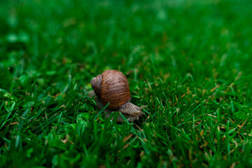 Wineyard Snail in Garden after Rain
