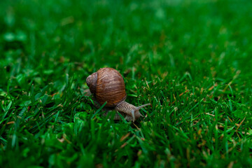 Wineyard Snail in Garden after Rain