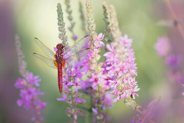 Crocothemis erythraea Scarlet dragonfly or broad scarlet in close-up