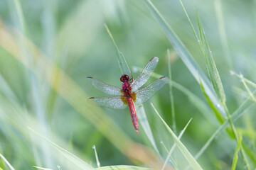 Crocothemis erythraea Scarlet dragonfly or broad scarlet in close-up