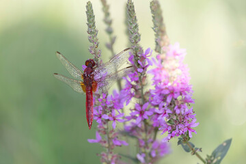 Crocothemis erythraea Scarlet dragonfly or broad scarlet in close-up