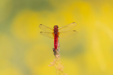 Crocothemis erythraea Scarlet dragonfly or broad scarlet in close-up