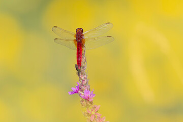 Crocothemis erythraea Scarlet dragonfly or broad scarlet in close-up