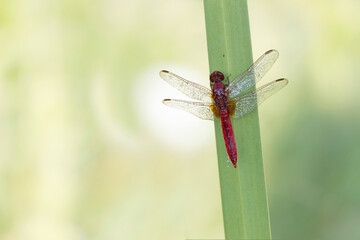 Crocothemis erythraea Scarlet dragonfly or broad scarlet in close-up