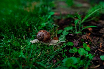 Wineyard Snail in Garden after Rain