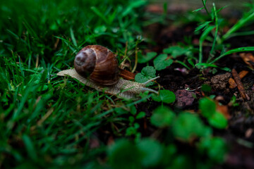 Wineyard Snail in Garden after Rain