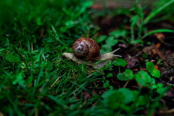 Wineyard Snail in Garden after Rain