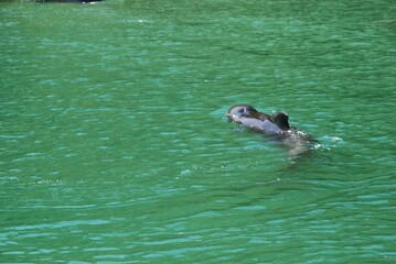 Fototapeta premium 水族館のイルカとクジラ