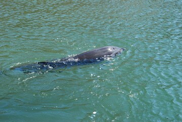Obraz premium 水族館のイルカとクジラ