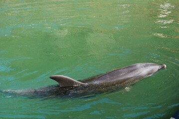 水族館のイルカとクジラ