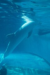 水族館のイルカとクジラ