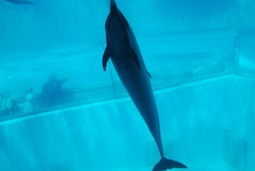 水族館のイルカとクジラ