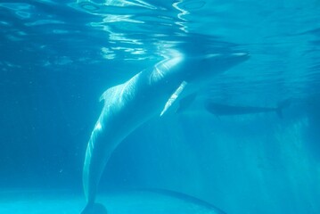 水族館のイルカとクジラ