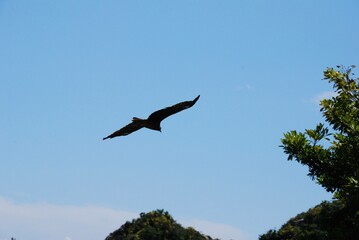 悠々と空を飛ぶ鳶