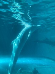 水族館のイルカ