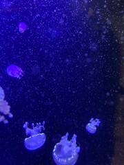 水中に漂うクラゲ