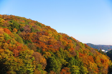 Fototapeta premium 公園から見た秋の空と秋の山の風景26