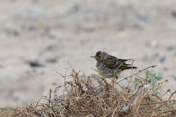 meadow pipit Anthus pratensis on a sandy beach in Normandy