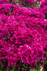 Fototapeta premium Bunch of purple daisy flowers