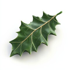 Fototapeta premium Single Holly Leaf on White Background.