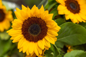 Sunflower Bouquet in Indian Market